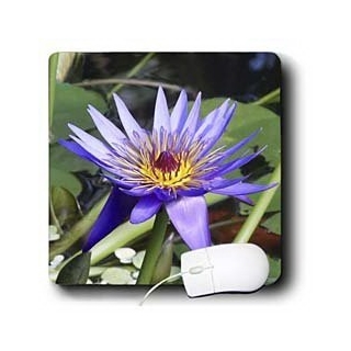 Edmond Hogge Jr Floral - Purple Water Lily - Mouse Pads