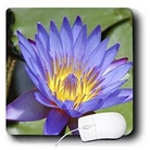 Florene Flower - Purple Water Lily - Mouse Pads